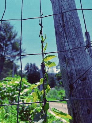 Bineweed on fence