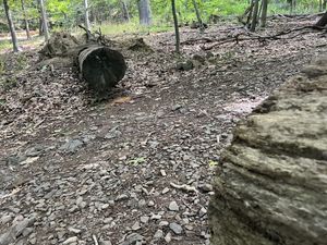 A split tree